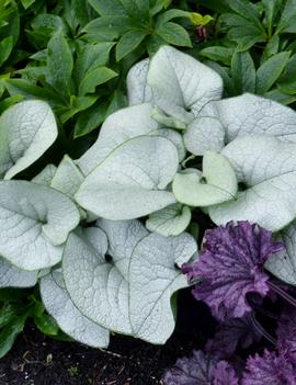 Brunnera macrophylla 'Alexandria' (PP25789, COPF)