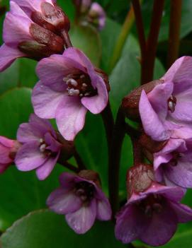 Bergenia x 'Eroica'