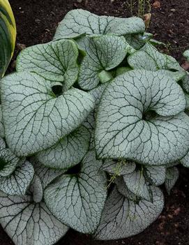 Brunnera macrophylla 'Sterling Silver' (PP31280)