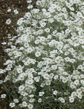 Cerastium tomentosum