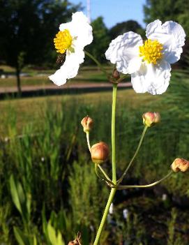 Alisma plantago-aquatica