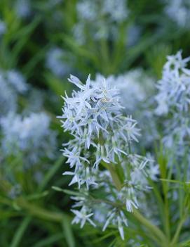 Amsonia hubrichtii