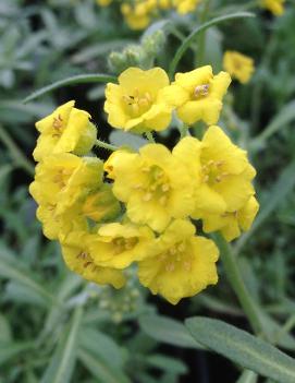 Alyssum montanum Mountain Gold ('Berggold')