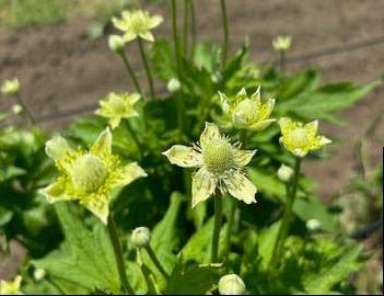 Anemone virginiana