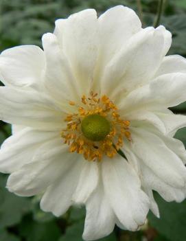 Anemone x hybrida 'Whirlwind'