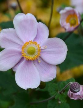 Anemone x hybrida Queen Charlotte ('Konigin Charlotte')