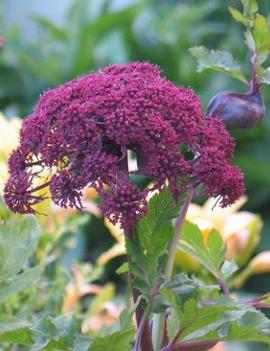 Angelica gigas