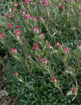 Antennaria dioica 'Rubra'