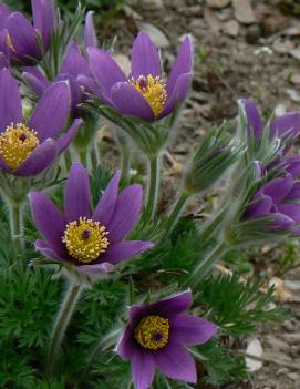 Anemone pulsatilla vulgaris