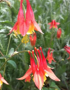 Aquilegia canadensis