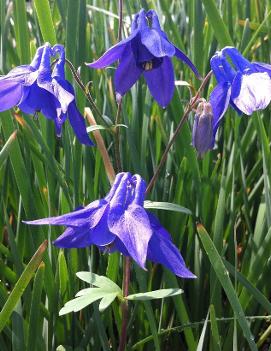 Aquilegia alpina