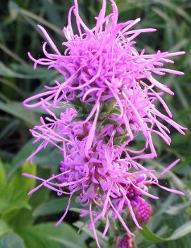 Liatris cylindracea