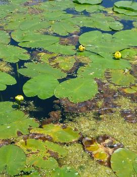 Nuphar lutea