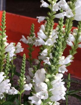 Physostegia virginiana Crown of Snow ('White Crown')