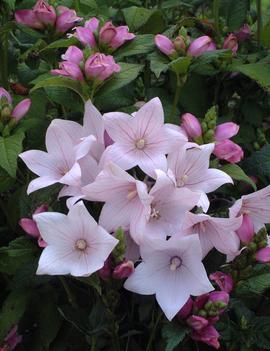 Platycodon grandiflorus 'Astra Pink'