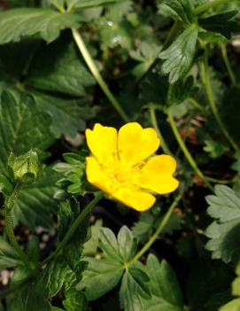 Potentilla crantzii