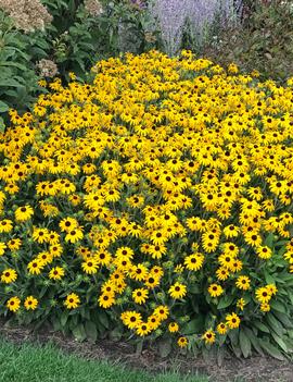 Rudbeckia 'American Gold Rush' (PP28498 CPBRAF)