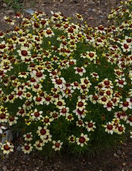 Coreopsis verticillata 'Red Hot Vanilla' (PP30909)