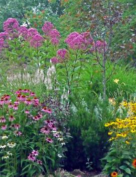 Eupatorium purpureum