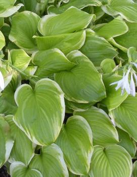 Hosta 'Fragrant Bouquet'