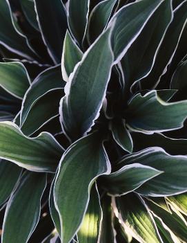 Hosta 'Ginko Craig'