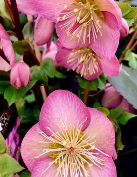 Helleborus x Ice n' Roses 'Rose' (PP28,297)