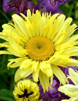 Leucanthemum x superbum 'Goldfinch' (PP24499, COPF)