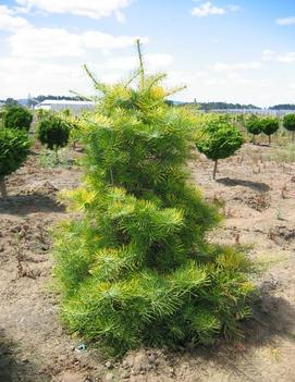 Abies concolor 'Wintergold'