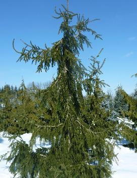 Picea abies 'Aarburg'