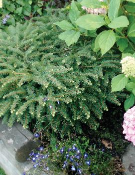 Picea abies 'Nidiformis'