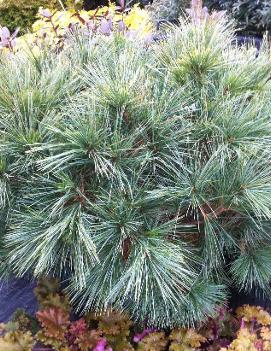 Pinus strobus 'Horsford Dwarf'