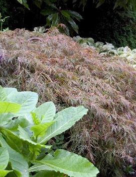 Acer palmatum dissectum 'Tamukeyama'