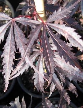 Acer palmatum 'Burgundy Lace'