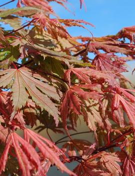 Acer palmatum 'Ariadne'