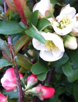 Chaenomeles speciosa 'Toyo Nishiki'