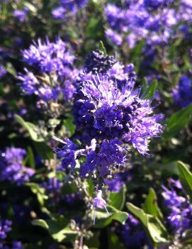 Caryopteris x clandonensis 'Dark Knight'