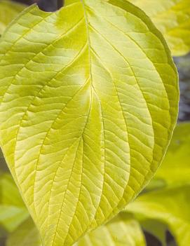 Cornus alba Prairie Fire ('Aurea')