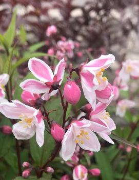 Deutzia x rosea 'Nikko Blush'