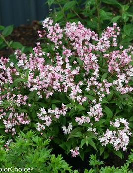 Deutzia x Yuki Cherry Blossom® ('NCDX2') (PP28347, CPBR5079)