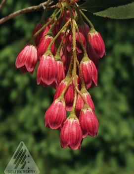 Enkianthus campanulatus 'Jan Iseli Red'