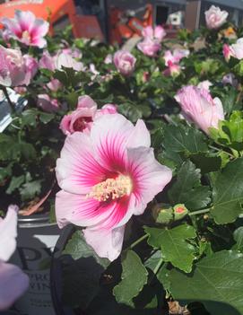 Hibiscus syriacus Paraplu Pink Ink® ('Minsywhi07') (PPAF,CBRAF)