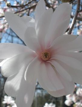 Magnolia stellata 'Royal Star'