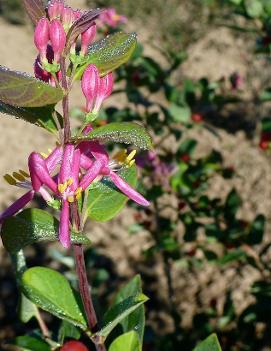 Lonicera tatarica 'Arnold Red'