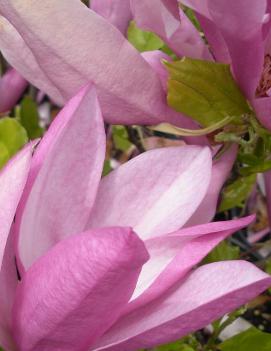 Magnolia x 'Susan'