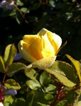 Rosa Knock Out® Sunny ('RADsunny') (PP18562, COPF, CPBR4875)