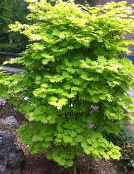 Acer shirasawanum 'Aureum'