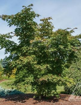 Acer x pseudosieboldianum Arctic Jade® ('IsIAJ')