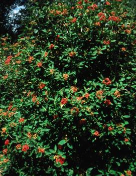 Viburnum x rhytidophylloides