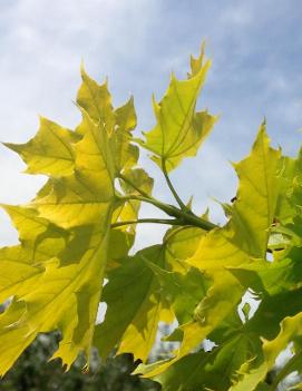 Acer platanoides 'Princeton Gold' (PP6727)