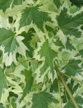 Acer platanoides 'Drummondii'